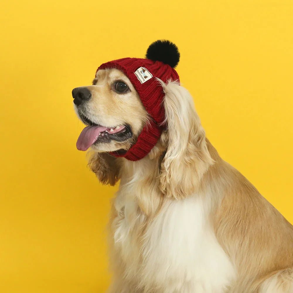 Hundemütze Winter - Strickmütze für Hunde | Furrivio™ für Hunde & Katzen – jetzt bei Furrivio™ kaufen