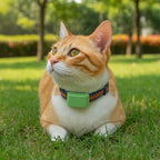 Katzen GPS Tracker ohne Abo (wasserdicht, 4G) | Furrivio™ für Hunde & Katzen – jetzt bei Furrivio™ kaufen