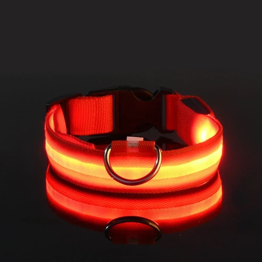 Leuchti für Hunde – auffälliges Hunde LED - Halsband | Furrivio™ für Hunde & Katzen – jetzt bei Furrivio kaufen