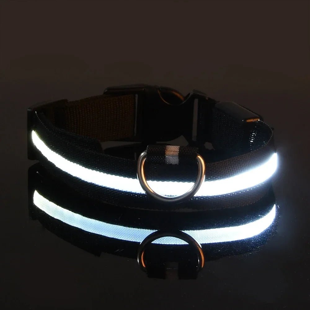 Leuchti für Hunde – auffälliges Hunde LED - Halsband | Furrivio™ für Hunde & Katzen – jetzt bei Furrivio kaufen