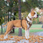 No Pull Geschirr - modernes Hundegeschirr (günstig) | Furrivio für Hunde & Katzen – jetzt bei Furrivio kaufen