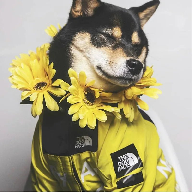 Regenjacke Hund klein & groß | Hunde Regenjacke - wasserdicht für Hunde & Katzen – jetzt bei Furrivio™ kaufen