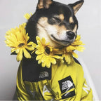 Regenjacke Hund klein & groß | Hunde Regenjacke - wasserdicht für Hunde & Katzen – jetzt bei Furrivio™ kaufen