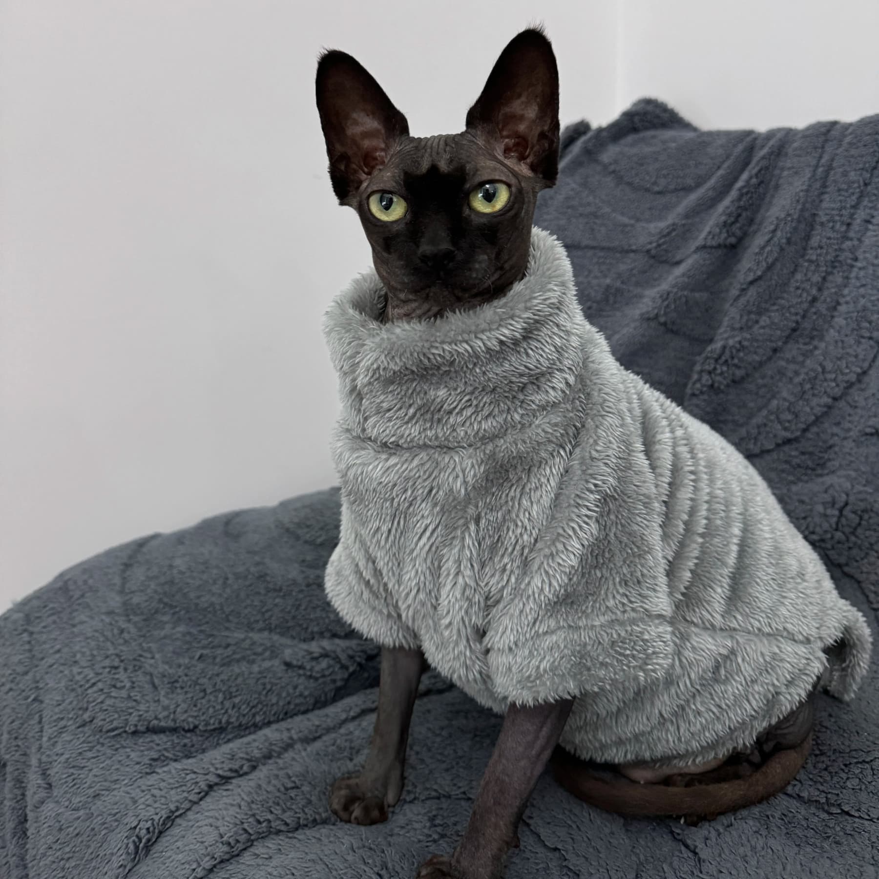 Sphynx Katzenpullover Plüsch– Warmer Winterpullover Arctic Velvet für haarlose Katzen | Furrivio™ für Hunde & Katzen – jetzt bei Furrivio™ kaufen