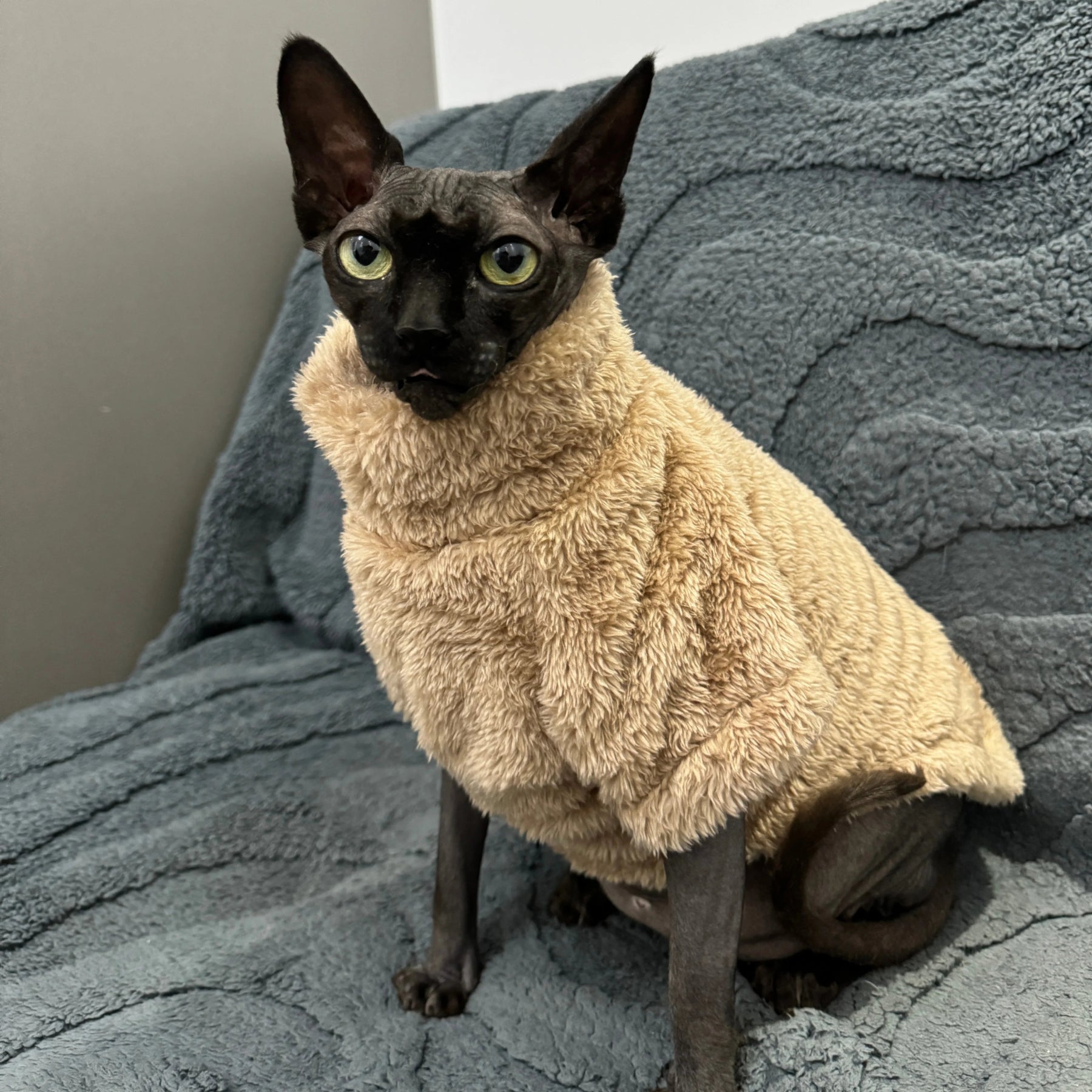 Sphynx Katzenpullover Plüsch– Warmer Winterpullover Arctic Velvet für haarlose Katzen beige | Furrivio™