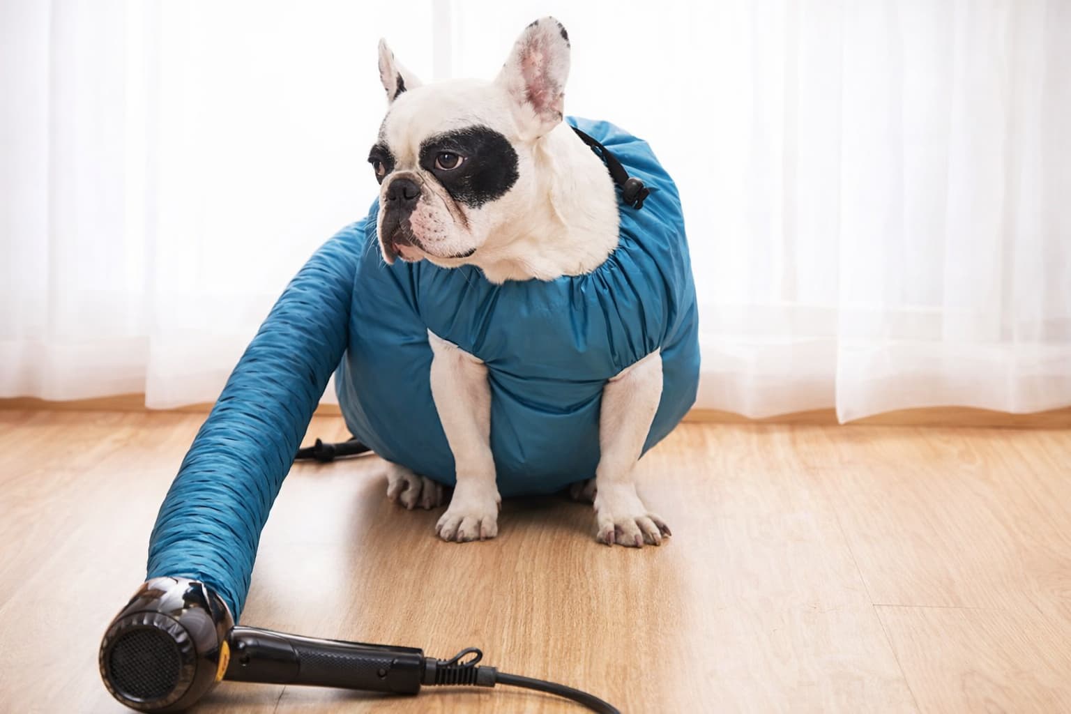 Trockenmantel Hund – schnelles Trocknen garantiert | Furrivio™ für Hunde & Katzen – jetzt bei Furrivio kaufen